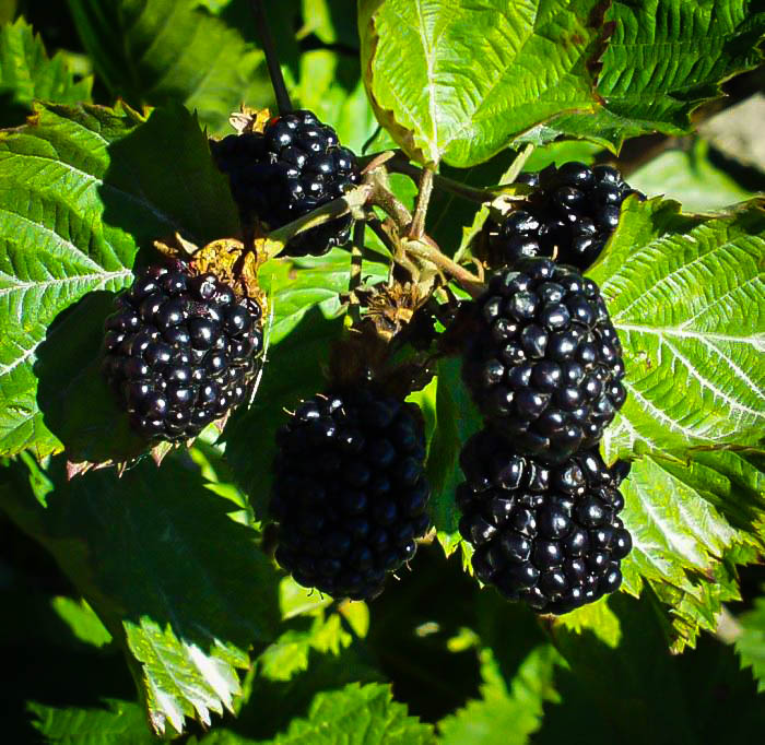 Apache Thornless Blackberry Bushes For Sale The Tree Center