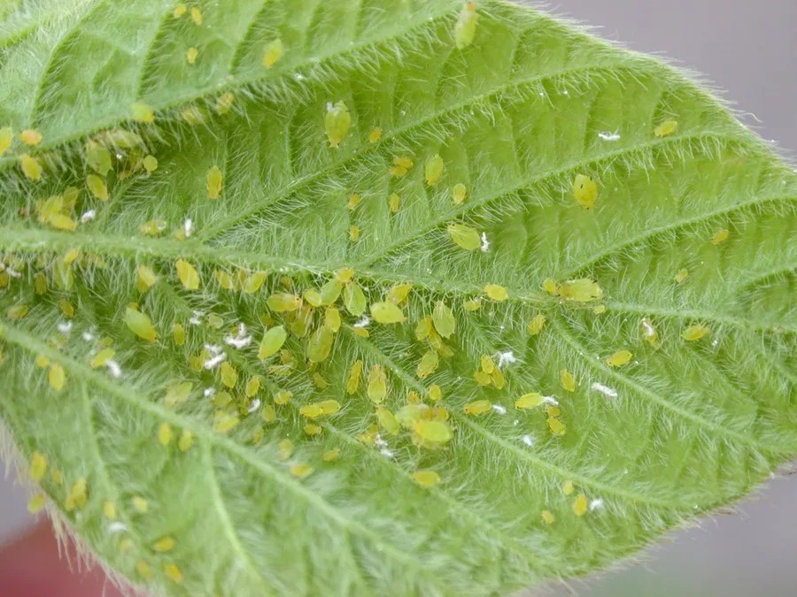 How To Get Rid Of Aphids On Plants And Trees Remove Aphids from
