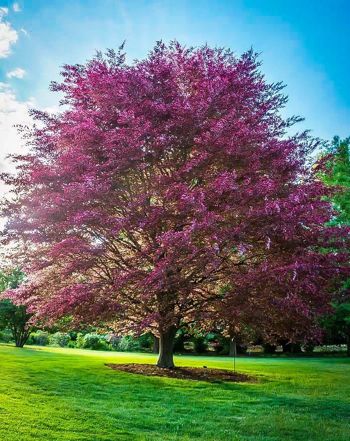 TriColor Beech Trees For Sale Online The Tree Center