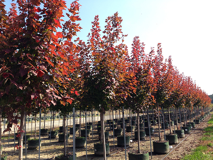 Brandywine Red Maple Trees For Sale Online The Tree Center