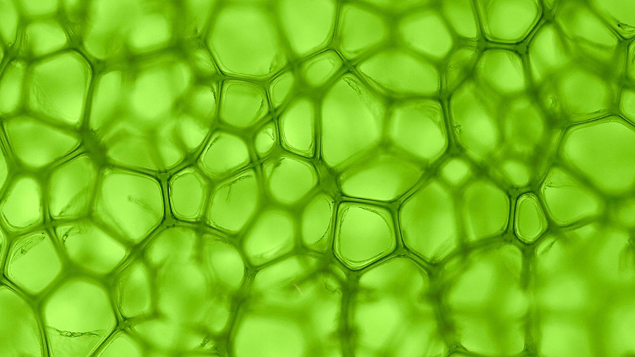 What is Chlorophyll? The Tree Center™