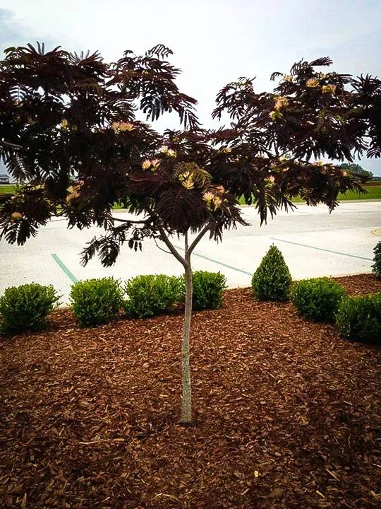 Chocolate Mimosa Silk Tree For Sale Online The Tree Center