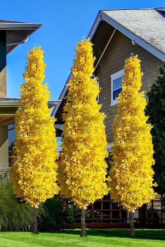 Columnar Ginkgo Trees For Sale Online The Tree Center, 60 OFF