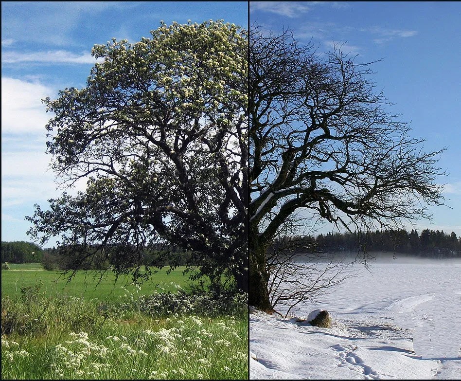 What Is A Deciduous Tree? The Tree Center™