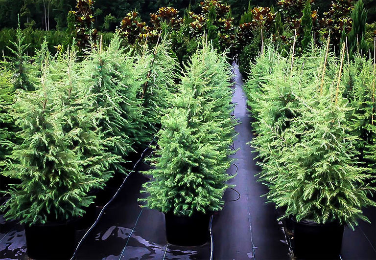 Deodar Cedar Tree For Sale Online The Tree Center