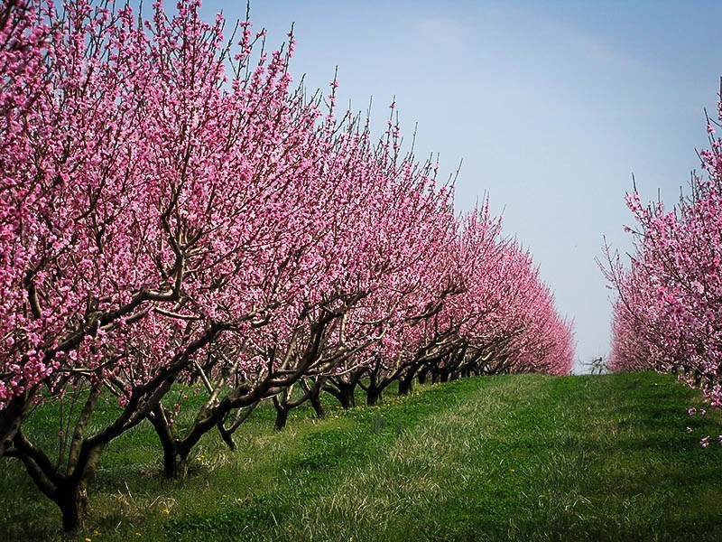 Elberta Peach Tree For Sale Online The Tree Center