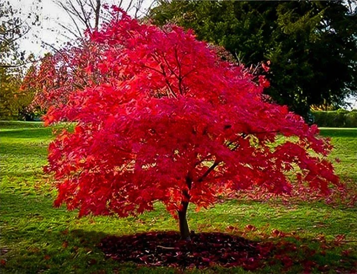 Flame Amur Maple For Sale Online The Tree Center