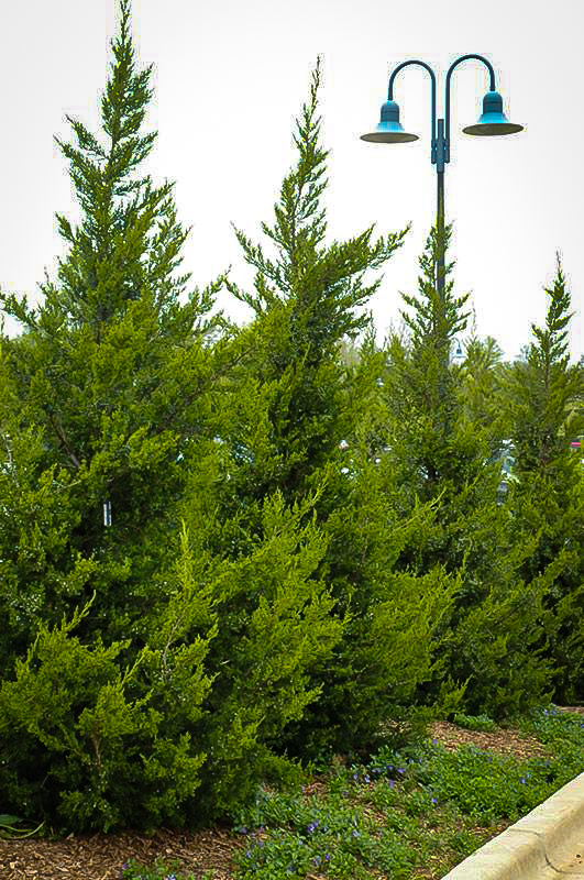 Green Columnar Juniper Tree For Sale The Tree Center
