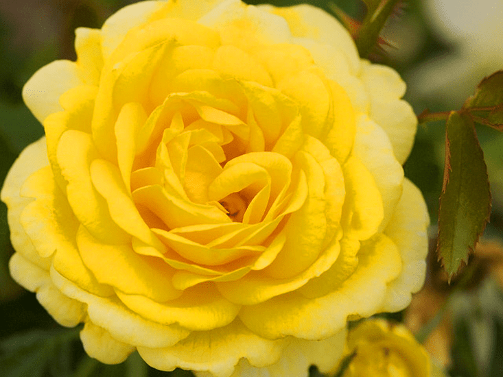 High Voltage Roses For Sale Online The Tree Center