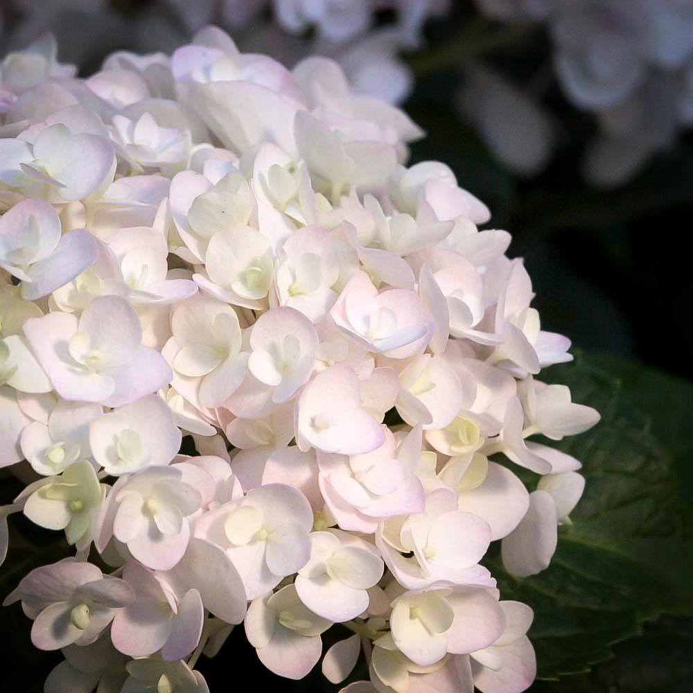 Blushing Bride Hydrangeas For Sale The Tree Center