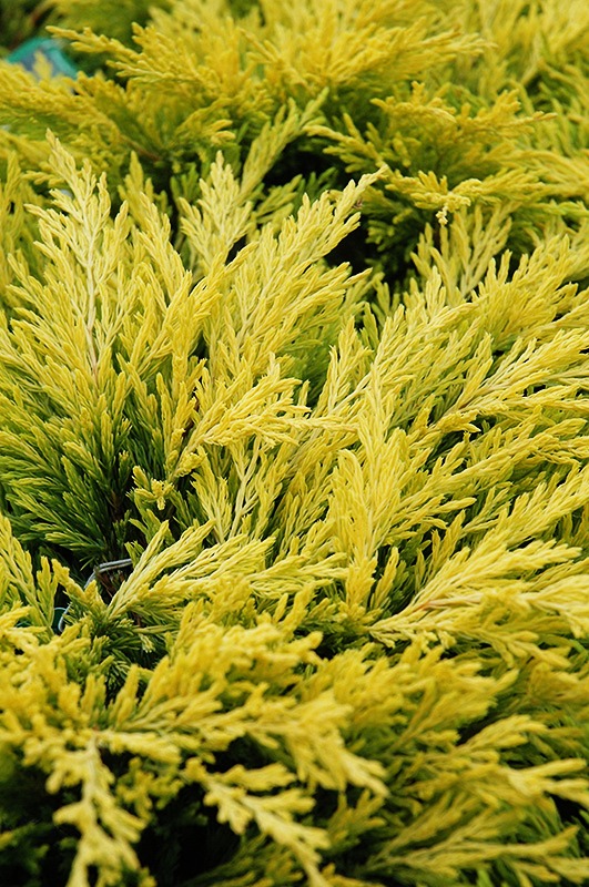 Lime Glow Juniper Trees For Sale Online The Tree Center