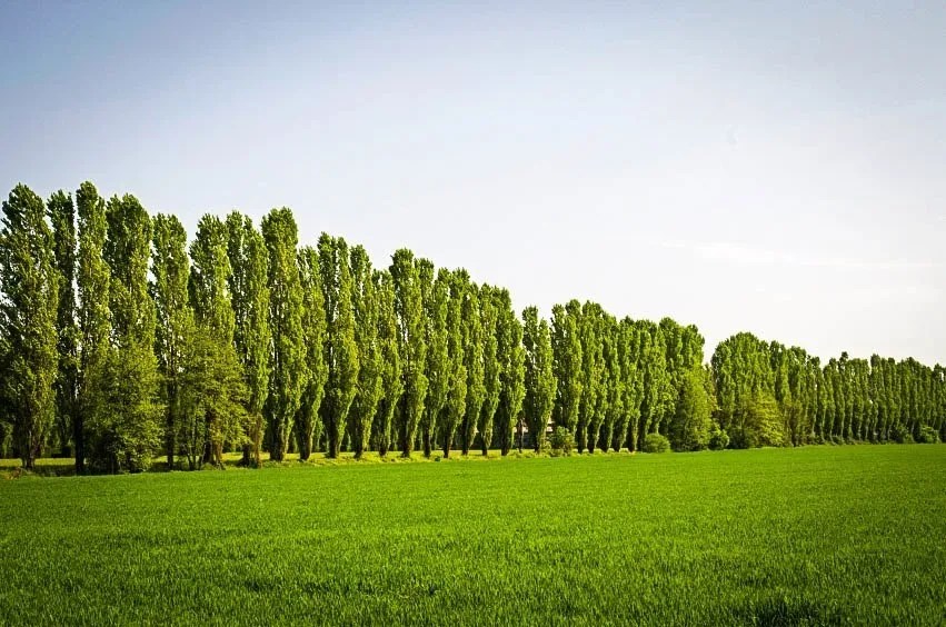 Complete Guide to Poplar Trees Tips for Selection, Planting, Growing