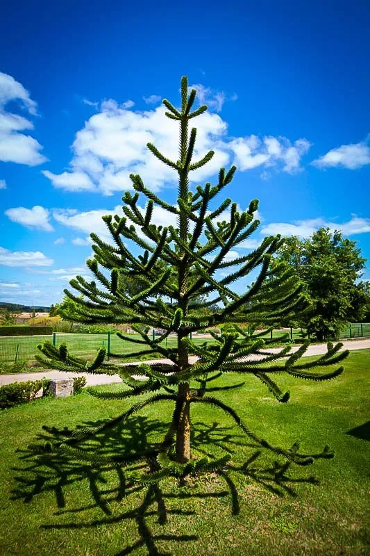 Buy Monkey Puzzle Tree Online, Monkey Puzzle For Sale The Tree Center