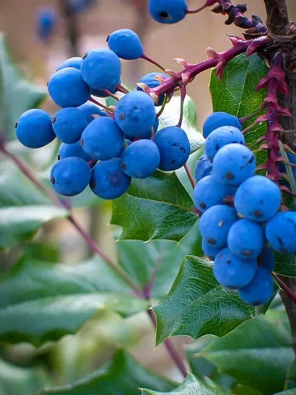 Oregon Grape Holly Shrubs For Sale The Tree Center