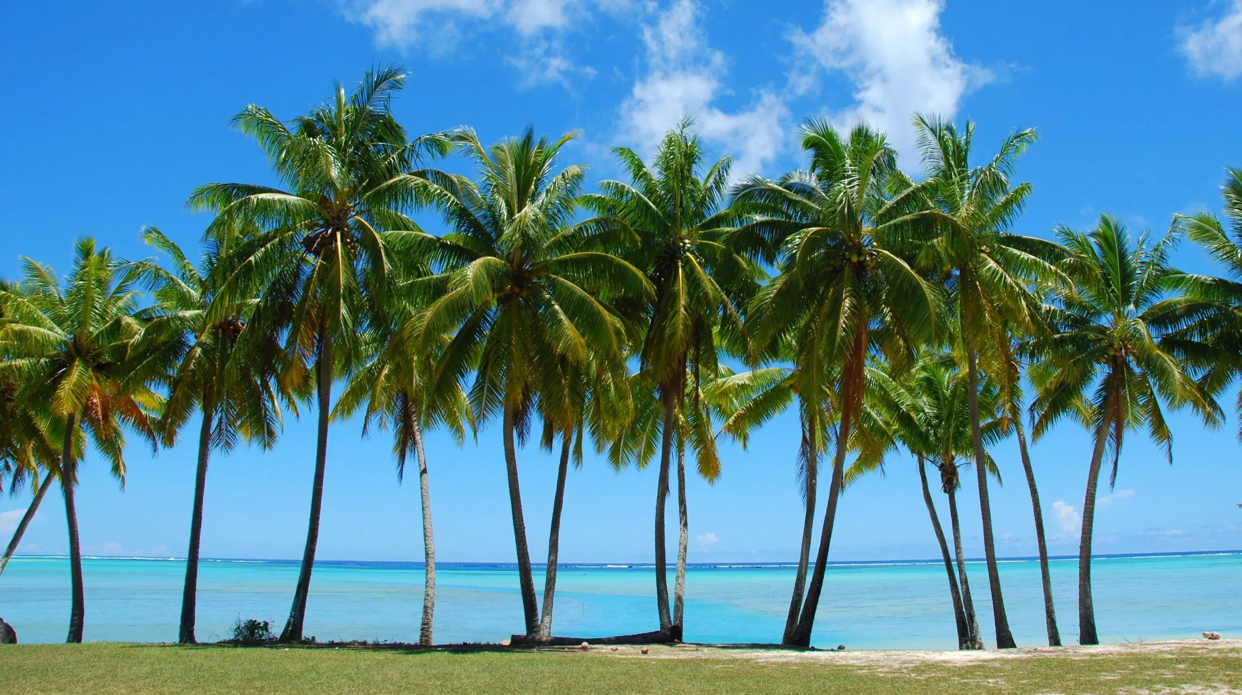 How Tall Do Palm Trees Grow Learn How Fast and Tall Palm Trees Grow