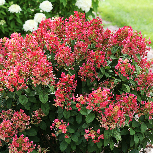 Quick Fire Hydrangeas For Sale The Tree Center