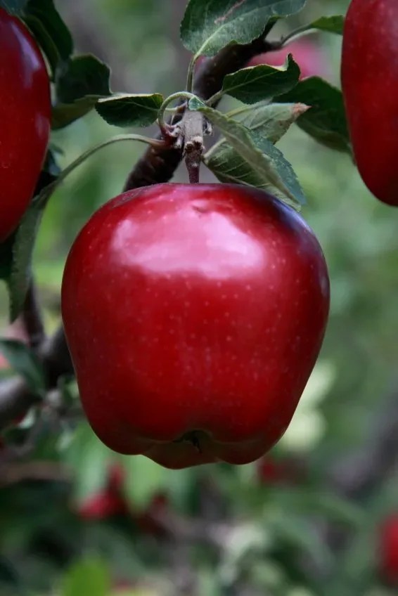 Red Delicious Apple Trees For Sale The Tree Center