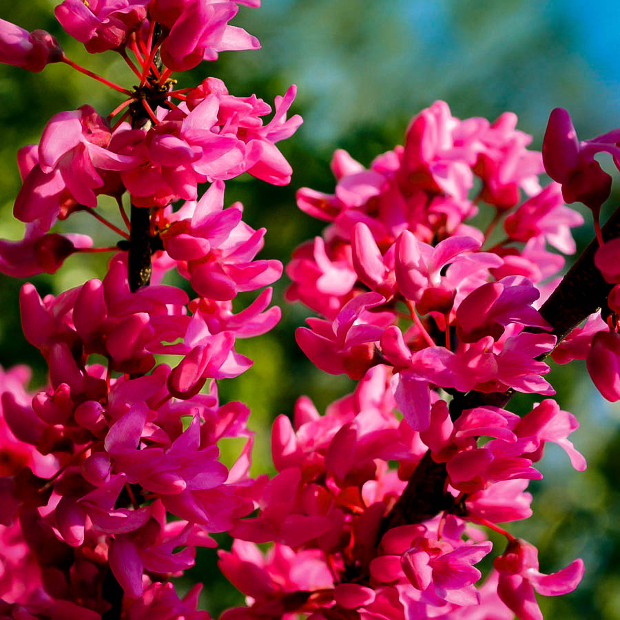 Appalachian Redbud Trees For Sale Online The Tree Center
