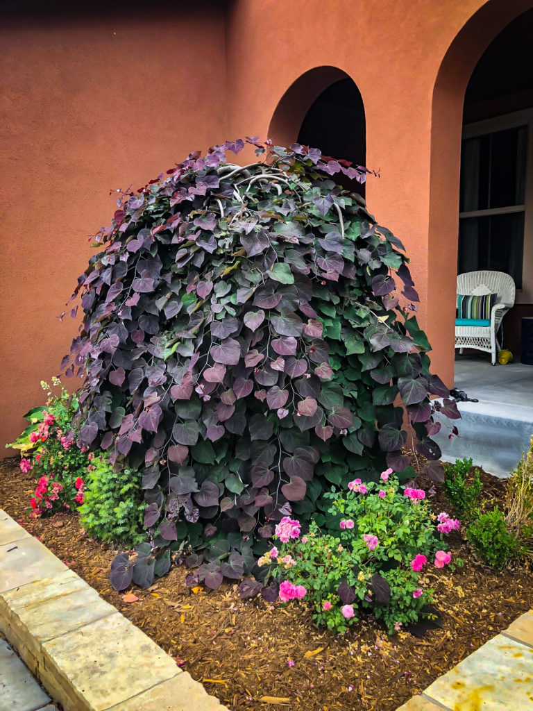 Redbud Trees For Sale Online The Tree Center