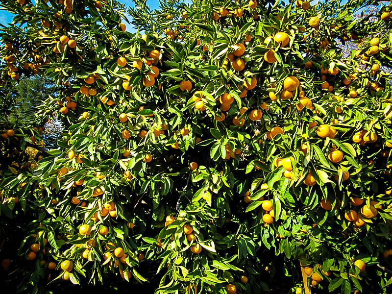 Okitsu Satsuma Mandarin Tree For Sale Online The Tree Center