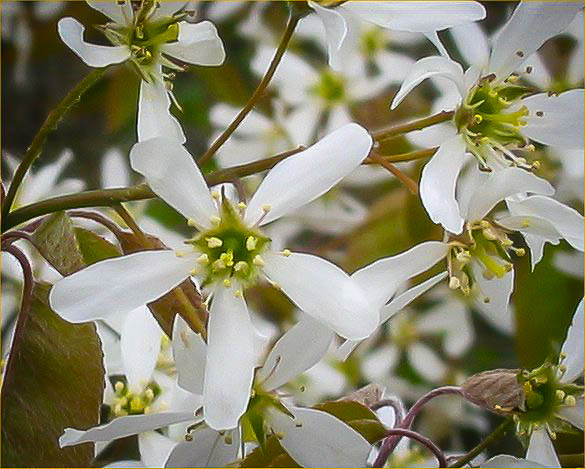 Serviceberry For Sale Online | The Tree Center
