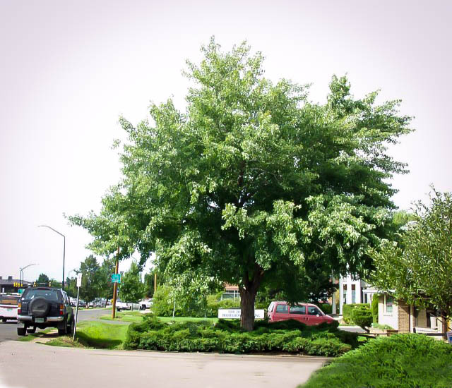 Silver Maple Tree For Sale Online The Tree Center