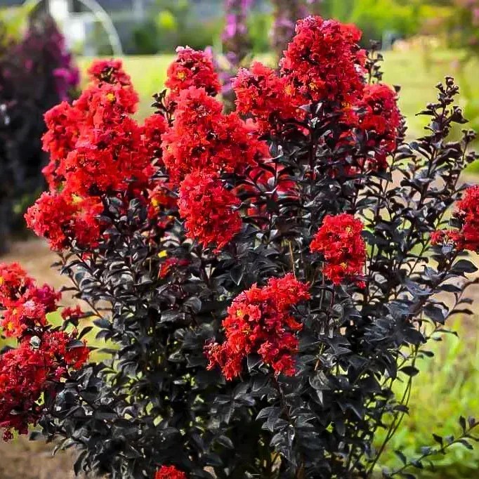 Crape Myrtle Colors Chart Lagerstroemia 'Lipan' (Crape Myrtle)