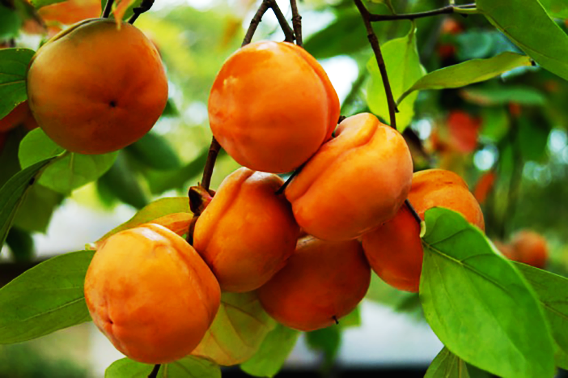 Tamopan Asian Persimmon Trees For Sale Online The Tree Center