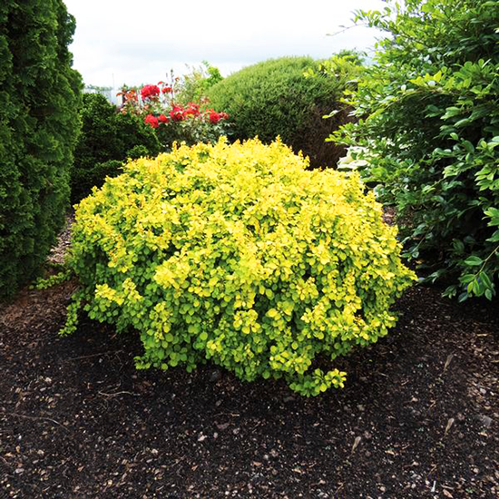 Tiny Gold® Barberry For Sale Online The Tree Center