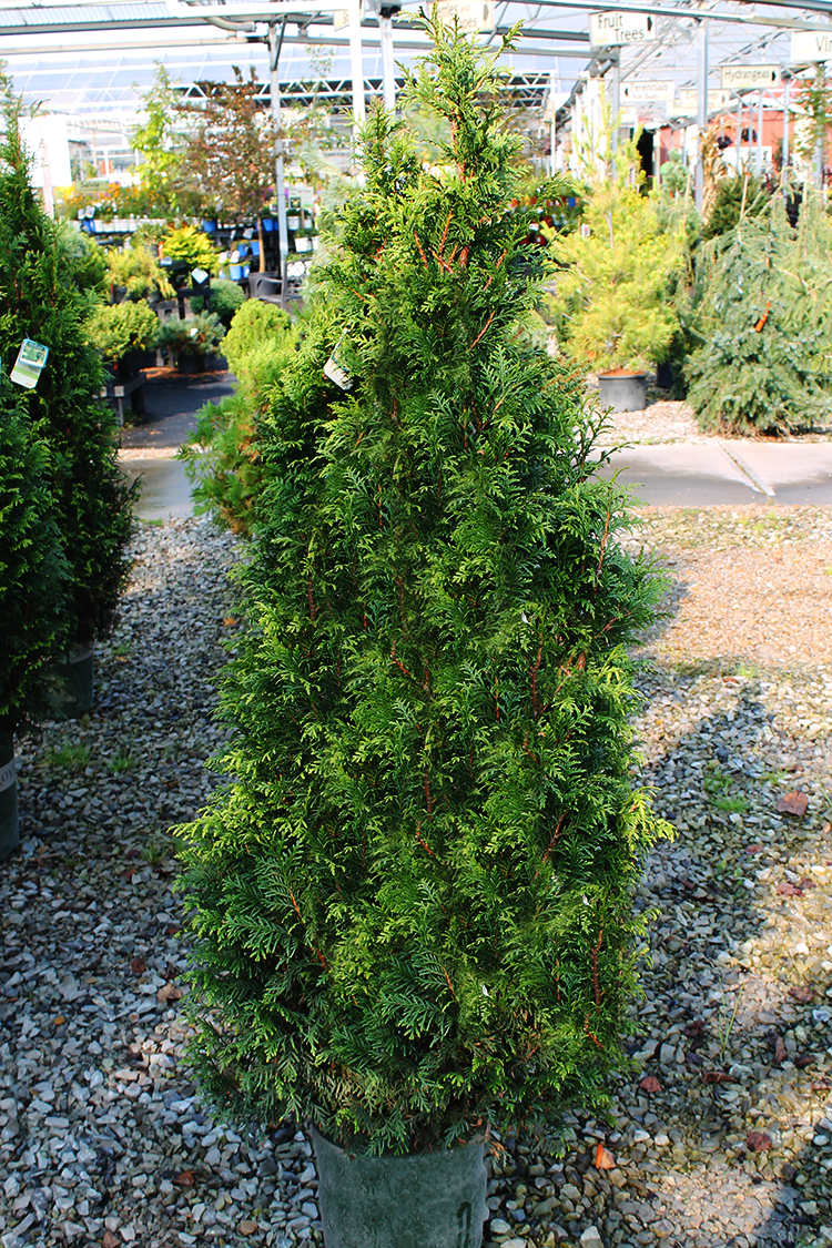 Tiny Tower Arborvitae For Sale Online The Tree Center