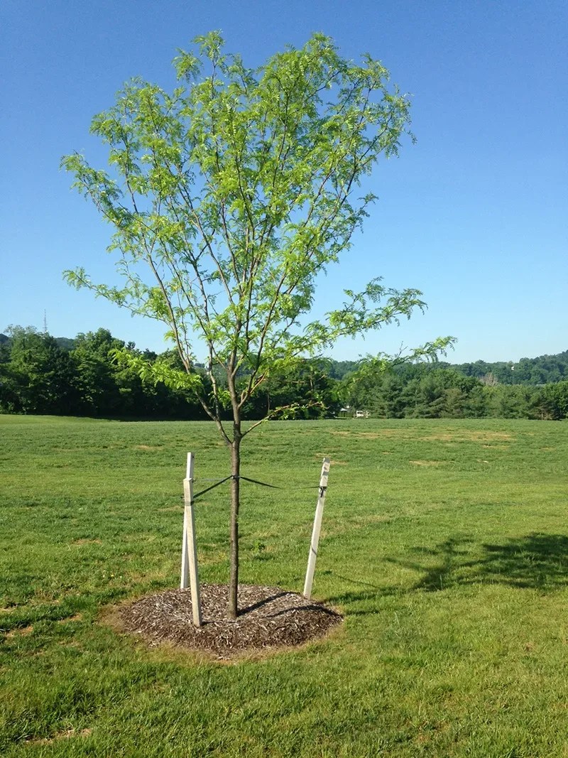 How To Properly Stake A Tree The Tree Center