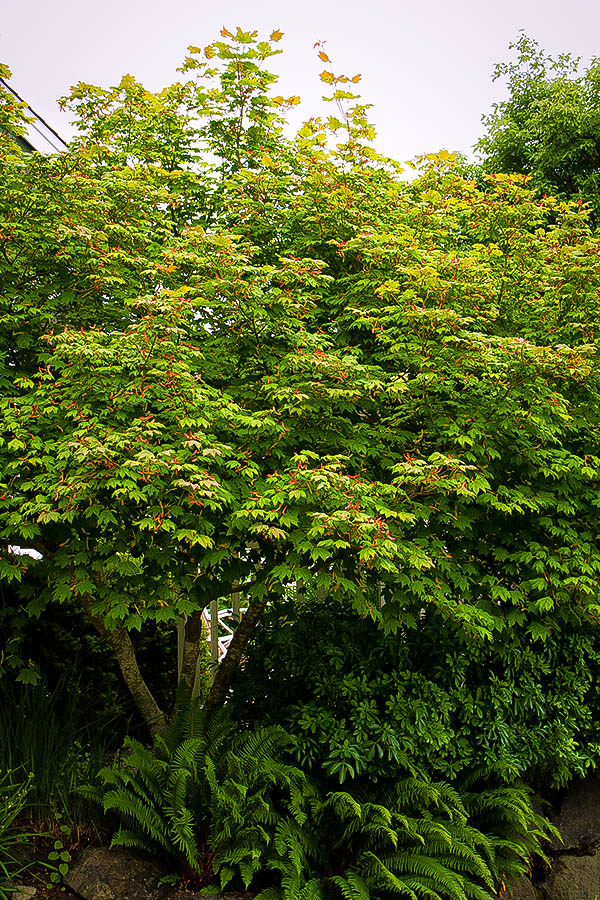 Japanese Vine Maple Trees For Sale Online The Tree Center