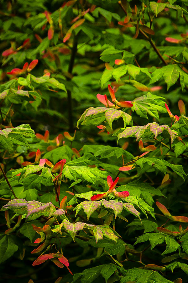 Japanese Vine Maple Trees For Sale Online The Tree Center
