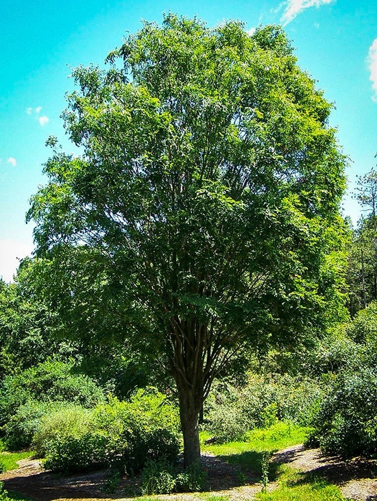 Buy Zelkova Trees Online The Tree Center