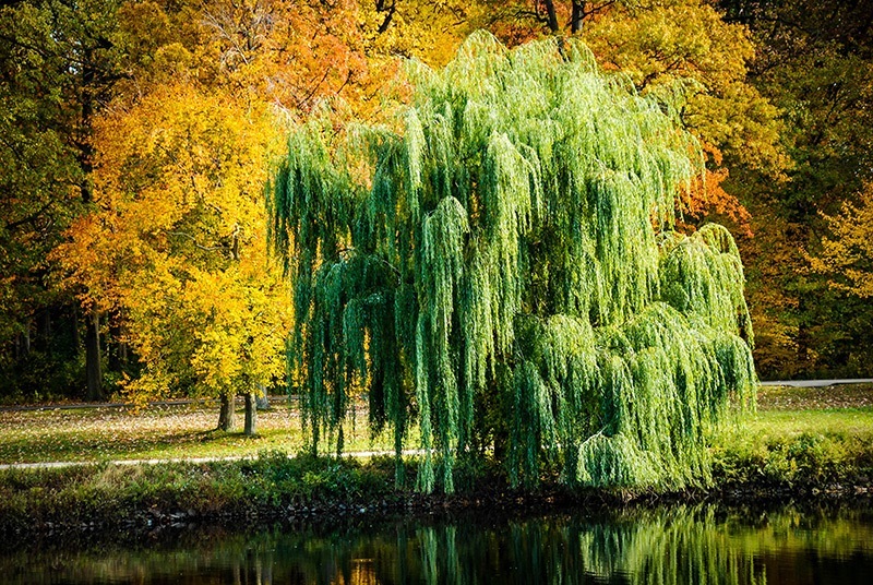Weeping Willow Tree Guide The Tree Center™