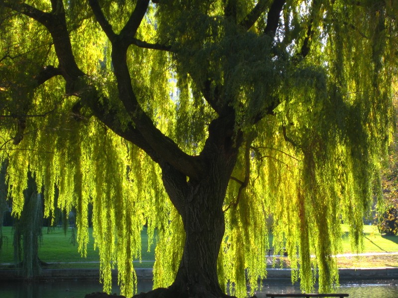 Buy Weeping Willow Trees Online The Tree Center™