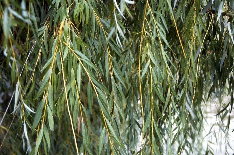 Buy Weeping Willow Trees Online The Tree Center™