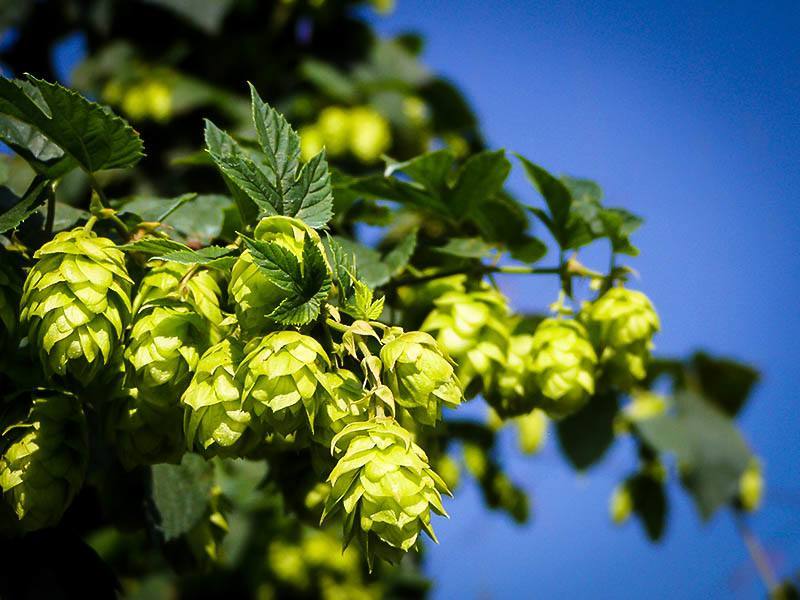 Cascade Hops Plant For Sale Online The Tree Centerâ„¢