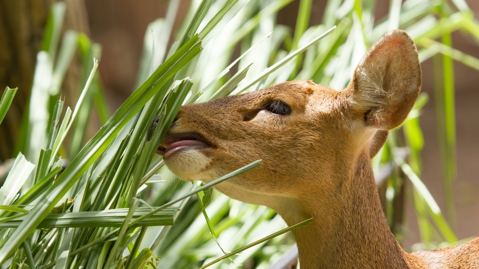 Best Deer Resistant Shrubs & Trees For Your Area The Tree Center™