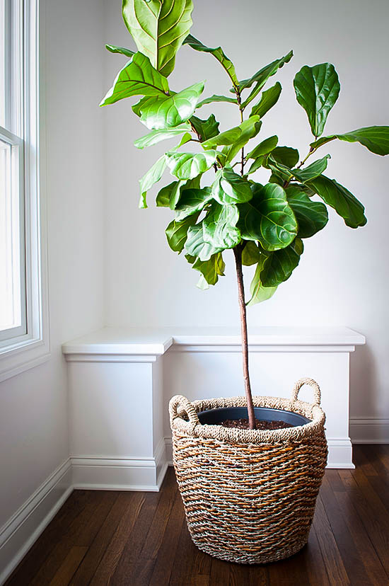 Fiddle Leaf Fig Tree For Sale Buy FiddleLeaf Figs (Ficus Lyrata)