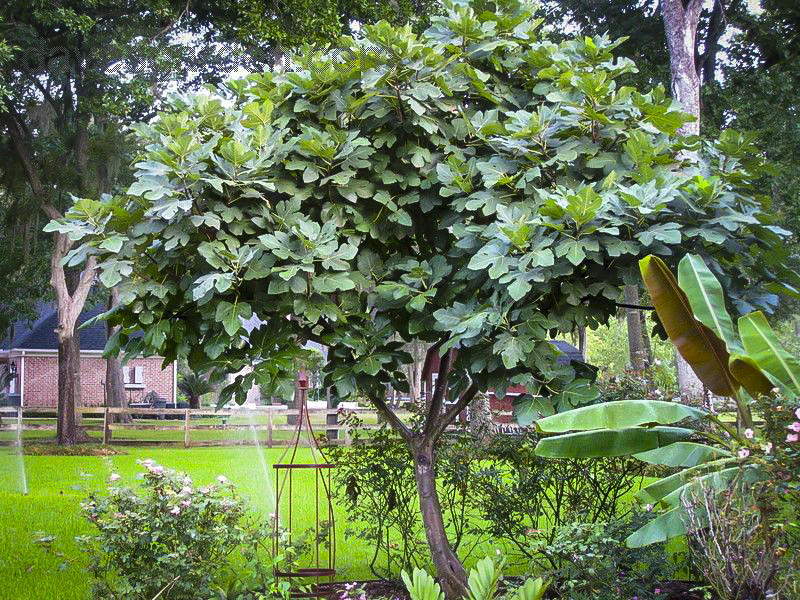 Celeste Fig Trees For Sale The Tree Center™