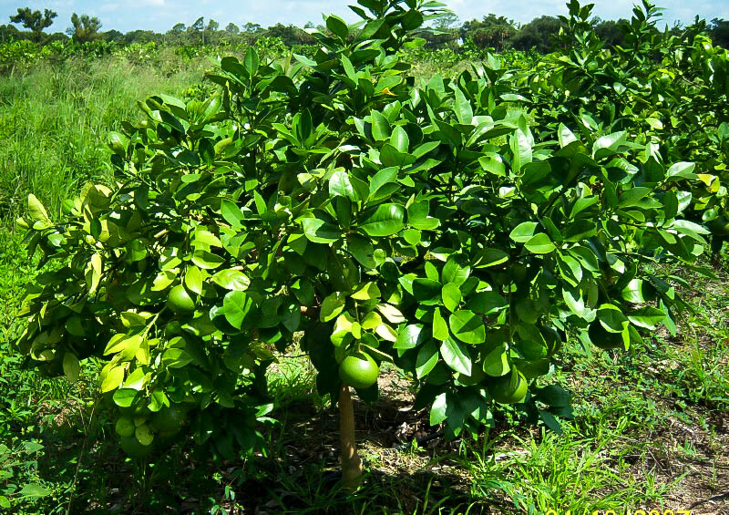 Rio Red Grapefruit Trees For Sale Online The Tree Center™