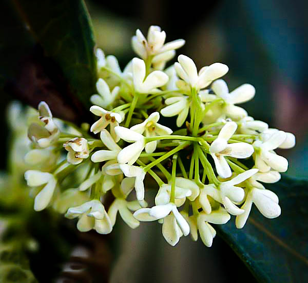 Osmanthus Tea Olive For Sale Online The Tree Center
