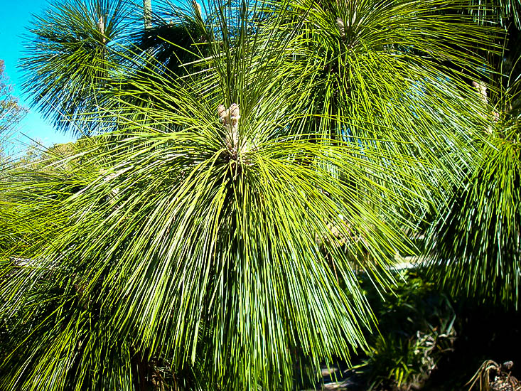 Longleaf Pine Trees For Sale Online The Tree Center™