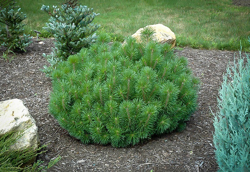 Mugo Pine The Tree Center™