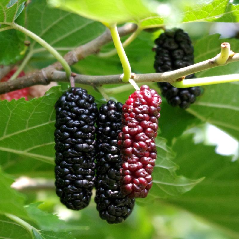 Berries That Grow On Trees The Tree Center™