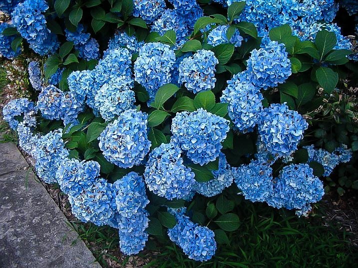 Nikko Blue Hydrangea For Sale Online The Tree Center