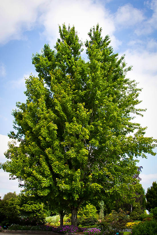 Red Sunset Red Maple Trees For Sale The Tree Center™