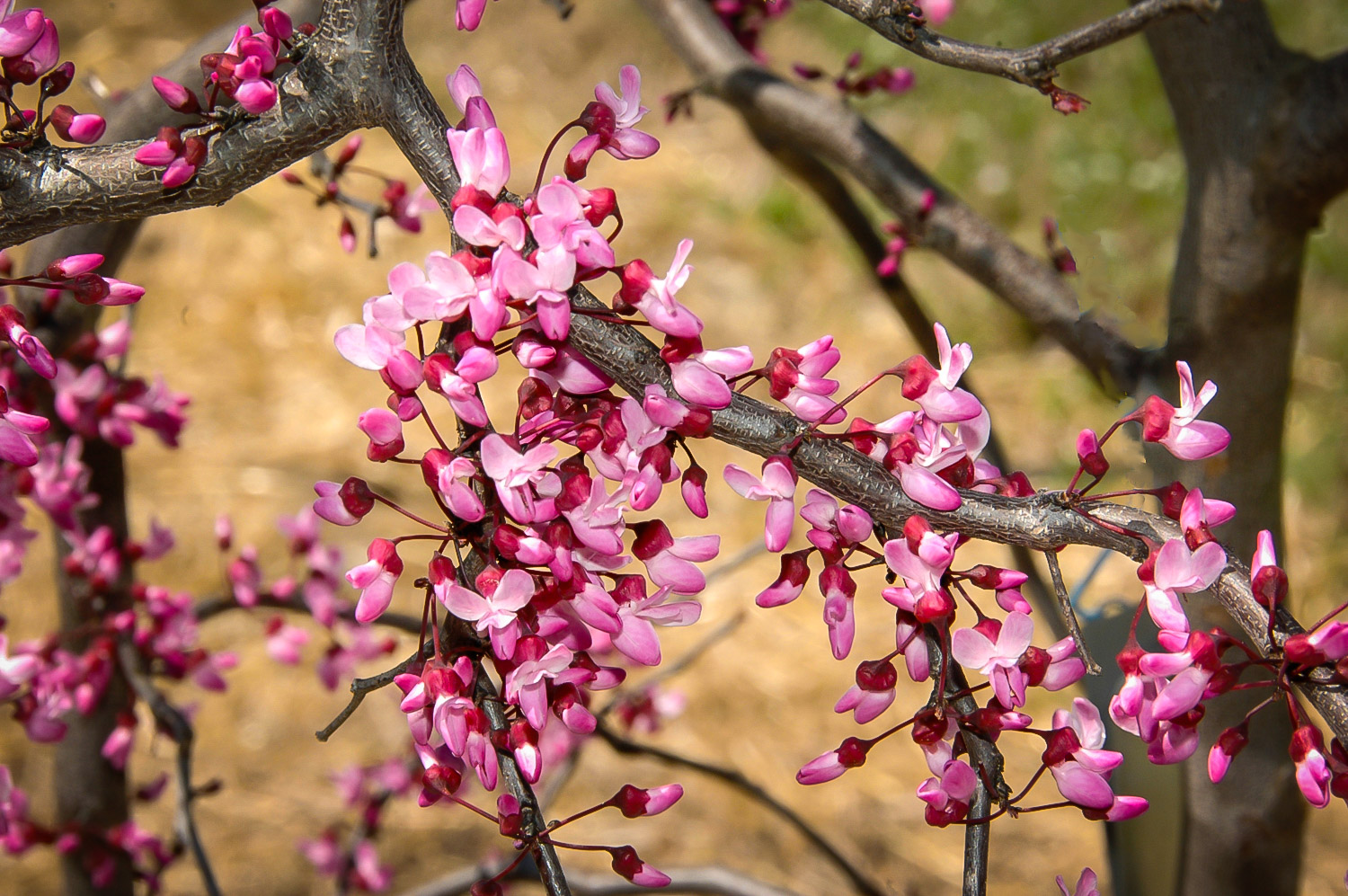 Ruby Falls Weeping Redbud Trees For Sale The Tree Center™