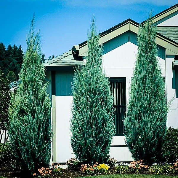 Skyrocket Juniper For Sale Online The Tree Center